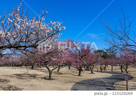 小田原フラワーガーデン　満開の梅林風景 123120269