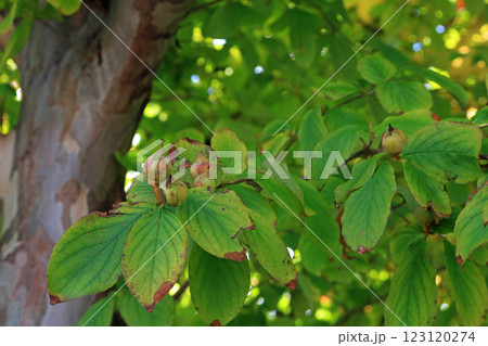 ナツツバキの果実、イメージ 123120274