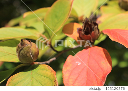 ナツツバキの果実、イメージ 123120276
