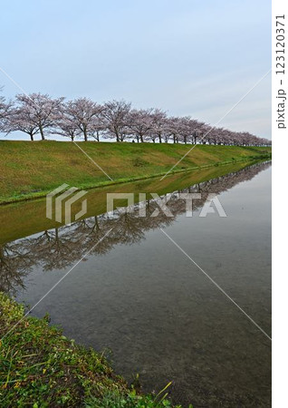 春のおの桜づつみ回廊 123120371