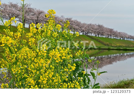 春のおの桜づつみ回廊 春のおの桜づつみ回廊 123120373