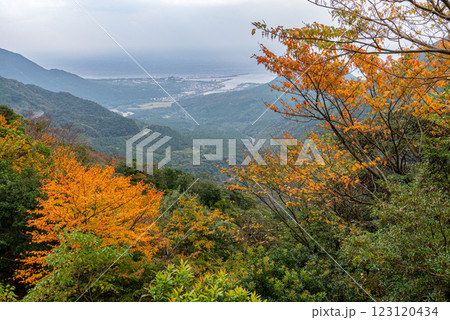 屋久島洋上アルプス　鮮やかな紅葉(11月) 123120434