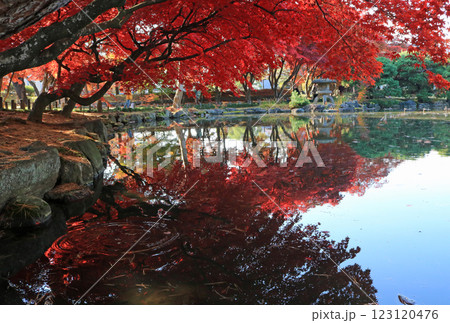 秋の旧南部氏別邸庭園 123120476