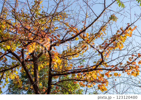 屋久島 日差しに映える木々の紅葉(秋) 屋久島 日差しに映える木々の紅葉(秋) 123120480