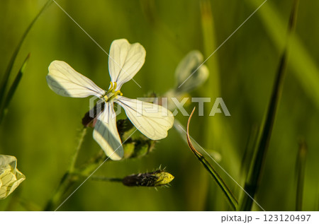 Blossoming white flower amidst lush green grass in a tranquil meadow during golden hour Blossoming white flower amidst lush green grass in a tranquil meadow during golden hour 123120497
