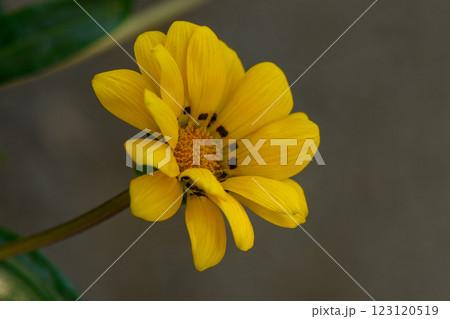Bright yellow flower blossoms under soft sunlight in a tranquil garden setting 123120519