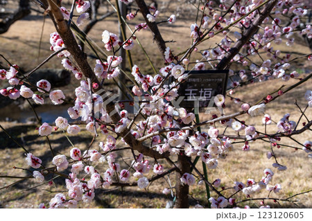 園芸品種　玉垣　かわいい 123120605