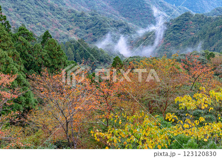 屋久島洋上アルプスの秋(11月)木々の紅葉が映える山と森 123120830