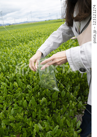 インバウンドで茶摘み体験 123121274