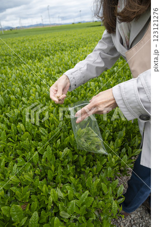 インバウンドで茶摘み体験 インバウンドで茶摘み体験 123121276