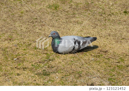 カワラバト(ドバト)（天王寺公園／大阪府大阪市天王寺区） 123121452