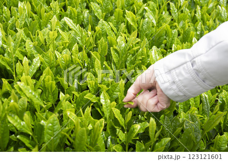 インバウンドで茶摘み体験 123121601