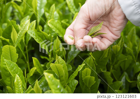 インバウンドで茶摘み体験 123121603