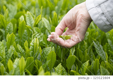 インバウンドで茶摘み体験 123121604
