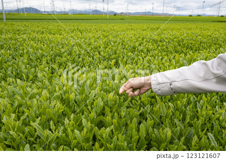 インバウンドで茶摘み体験 123121607