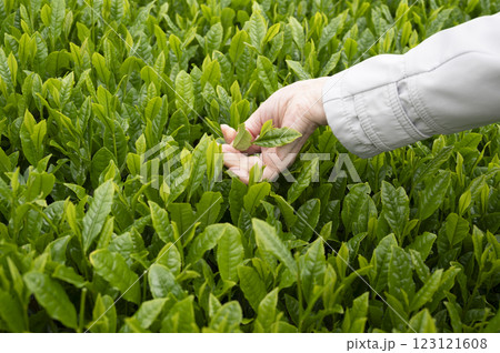 インバウンドで茶摘み体験 インバウンドで茶摘み体験 123121608