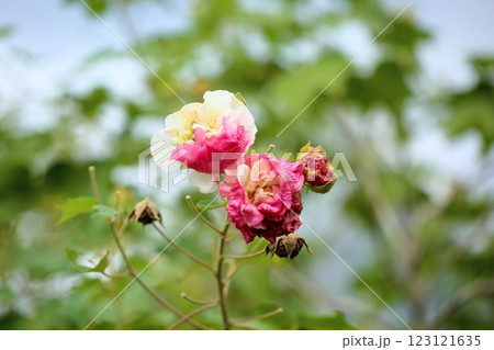 スイフヨウの花 123121635