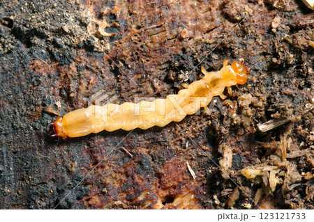 朽木の樹皮の中で育つアカハネムシ科のあめ色スケルトンな幼虫（自然光＋PLマクロ接写） 123121733