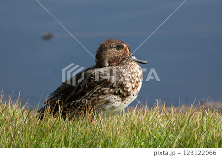 池の岸のコガモ 123122066