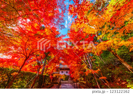 京都　光明寺の紅葉 123122162