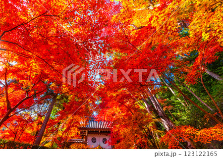 京都 光明寺の紅葉 京都 光明寺の紅葉 123122165