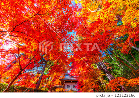 京都　光明寺の紅葉 123122166