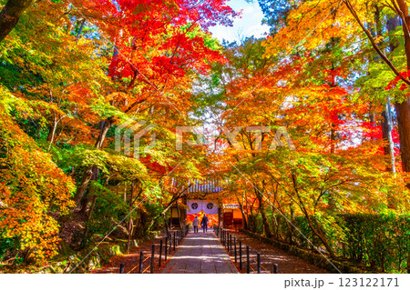 京都 光明寺 紅葉参道の紅葉 123122171