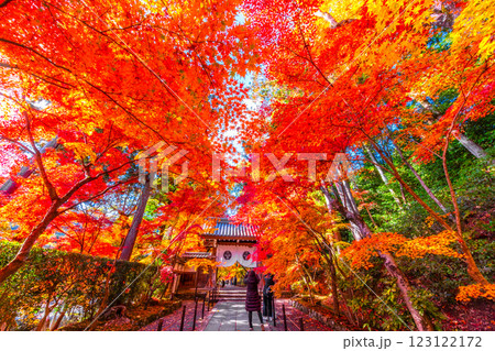 京都 光明寺 紅葉参道の紅葉 京都 光明寺 紅葉参道の紅葉 123122172