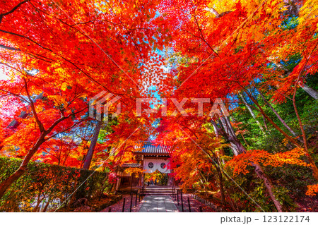 京都 光明寺 紅葉参道の紅葉 123122174