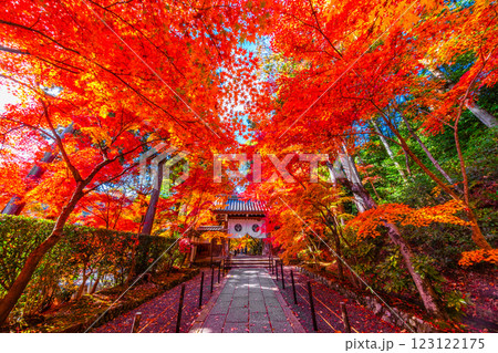 京都 光明寺 紅葉参道の紅葉 京都 光明寺 紅葉参道の紅葉 123122175