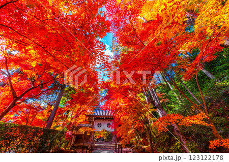 京都 光明寺 紅葉参道の紅葉 京都 光明寺 紅葉参道の紅葉 123122178