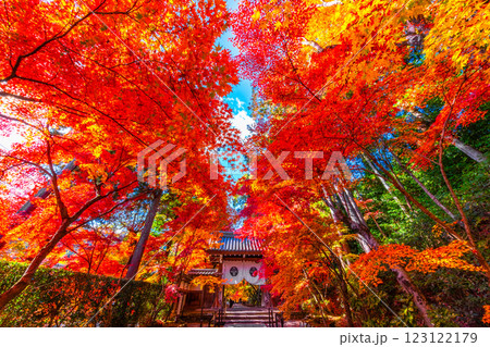 京都 光明寺 紅葉参道の紅葉 京都 光明寺 紅葉参道の紅葉 123122179