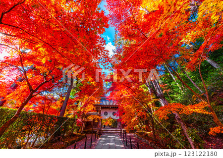 京都 光明寺 紅葉参道の紅葉 123122180