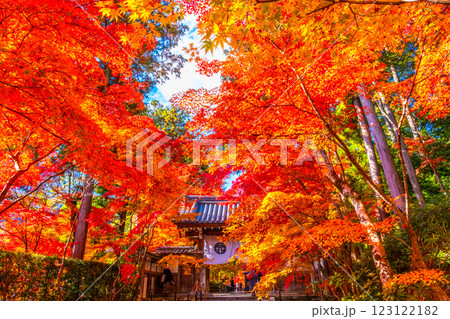 京都 光明寺 紅葉参道の紅葉 123122182