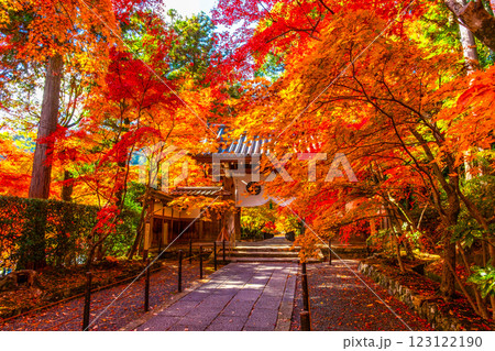 京都 光明寺 紅葉参道の紅葉 京都 光明寺 紅葉参道の紅葉 123122190