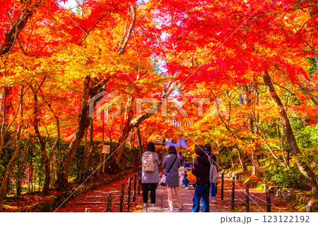 京都 光明寺 紅葉参道の紅葉 123122192