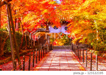 京都 光明寺 紅葉参道の紅葉 123122195