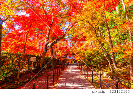 京都 光明寺 紅葉参道の紅葉 123122196