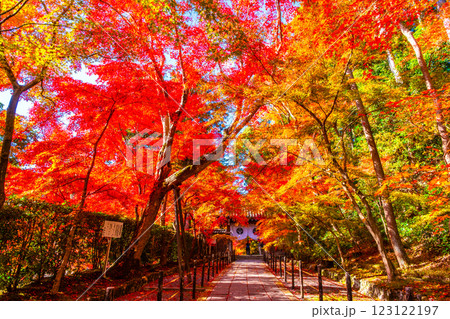 京都 光明寺 紅葉参道の紅葉 123122197