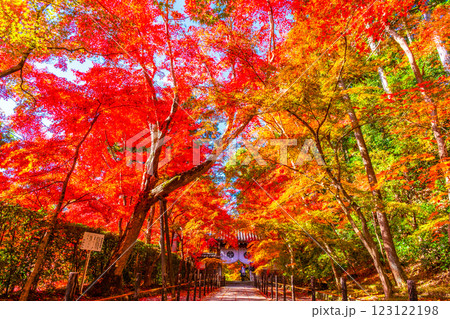 京都 光明寺 紅葉参道の紅葉 123122198