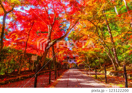 京都 光明寺 紅葉参道の紅葉 京都 光明寺 紅葉参道の紅葉 123122200