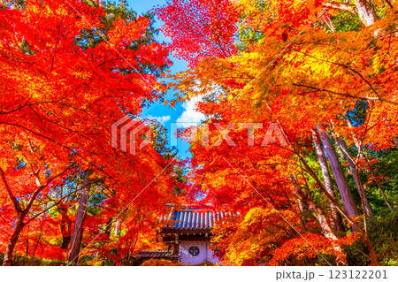 京都 光明寺 紅葉参道の紅葉 123122201
