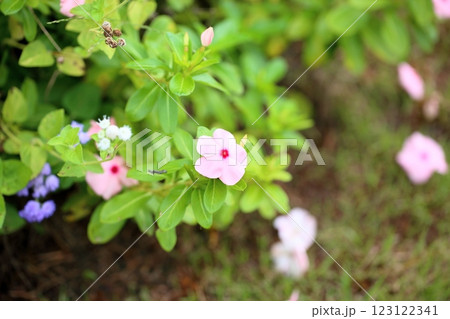 可愛い　ニチニチソウの花 123122341