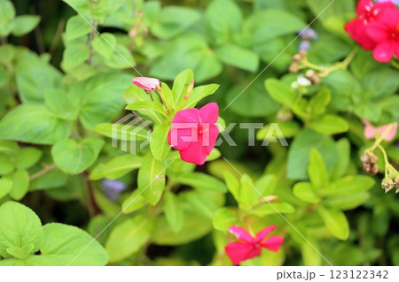 鮮やか　ニチニチソウの花 123122342