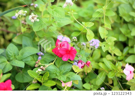 鮮やか ニチニチソウの花 鮮やか ニチニチソウの花 123122343