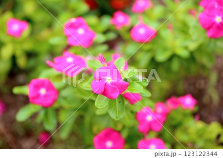 可愛い ニチニチソウの花 可愛い ニチニチソウの花 123122344