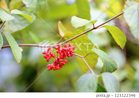 鮮やか　ガマズミの実 123122346