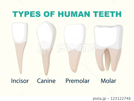Illustration of Human Teeth Types 123122748