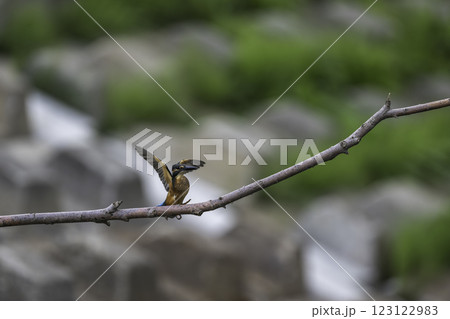 枝に飛翔するカワセミ 123122983