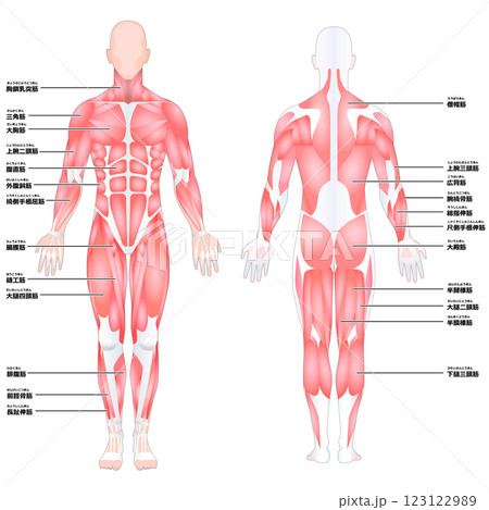 身体の筋肉 123122989